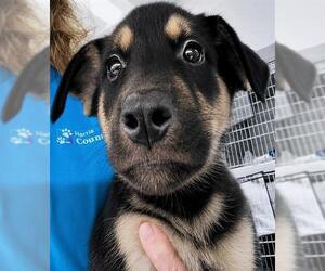 German Shepherd Dog-Unknown Mix Dogs for adoption in Houston, TX, USA
