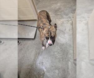 Mutt Dogs for adoption in Texas City, TX, USA