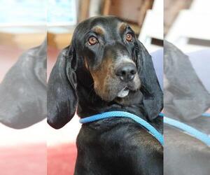 Coonhound Dogs for adoption in Siren, WI, USA