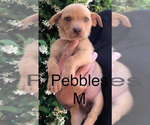 American Pit Bull Terrier-Chihuahua Mix Dogs for adoption in Mission Viejo, CA, USA