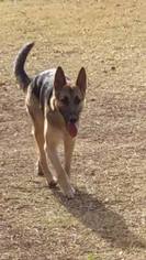 German Shepherd Dog Dogs for adoption in Ponca City, OK, USA
