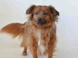 Mutt Dogs for adoption in Jackson, CA, USA