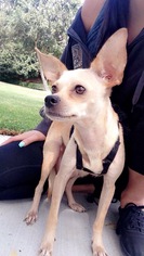 Chihuahua Dogs for adoption in Mission Viejo, CA, USA