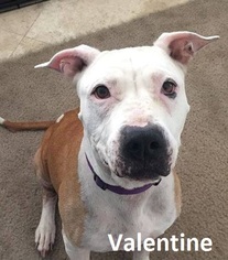 American Pit Bull Terrier-Unknown Mix Dogs for adoption in Lake Forest, CA, USA