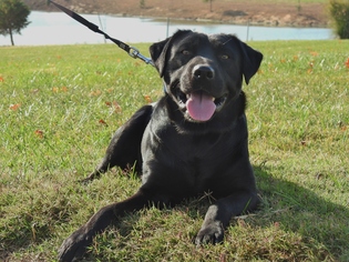 Labrador Retriever Dogs for adoption in Bardstown, KY, USA