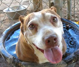 American Staffordshire Terrier Dogs for adoption in Boonton, NJ, USA