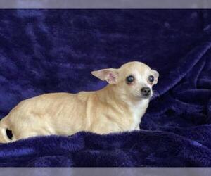 Chihuahua Dogs for adoption in Sioux Falls, SD, USA