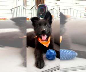 German Shepherd Dog-Unknown Mix Dogs for adoption in Woodbury, NY, USA