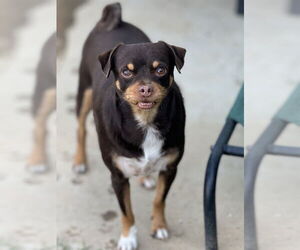 Muggin Dogs for adoption in Banning, CA, USA