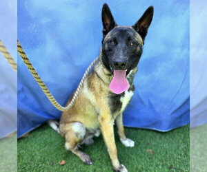 Mutt Dogs for adoption in Long Beach, CA, USA