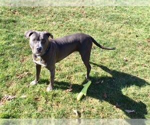 American Pit Bull Terrier-Unknown Mix Dogs for adoption in Durham, NC, USA