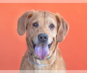 Labrador Retriever Dogs for adoption in Pasadena, CA, USA