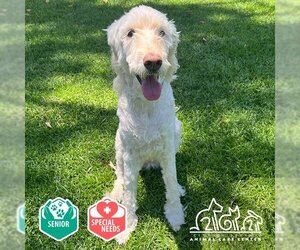 Goldendoodle Dogs for adoption in Irvine, CA, USA