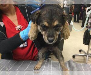 German Shepherd Dog Dogs for adoption in Riverside, CA, USA