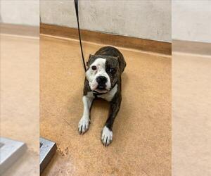 Bullypit Dogs for adoption in Martinez, CA, USA