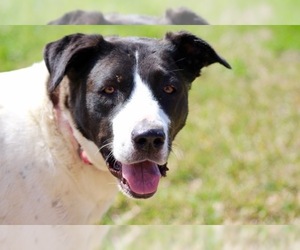 Border Collie-Pointer Mix Dogs for adoption in Madisonville, TX, USA