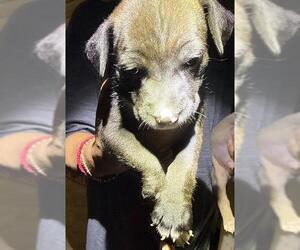 Labrador Retriever-Unknown Mix Dogs for adoption in San Antonio, TX, USA