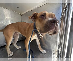 Mutt Dogs for adoption in Bakersfield, CA, USA