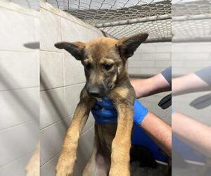 German Shepherd Dog Dogs for adoption in Stockton, CA, USA