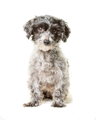 Medium Photo #1 Coton de Tulear Puppy For Sale in St. Louis Park, MN, USA