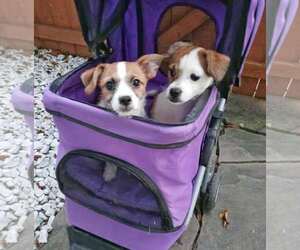 Chihuahua-Parson Russell Terrier Mix Dogs for adoption in Fultonham, NY, USA