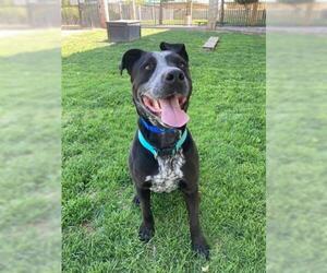 Sheprador Dogs for adoption in Riverside, CA, USA