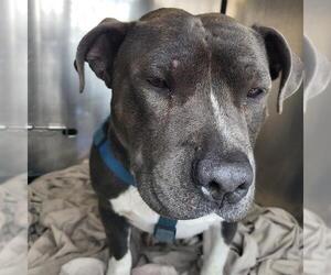 American Staffordshire Terrier-Unknown Mix Dogs for adoption in San Antonio, TX, USA