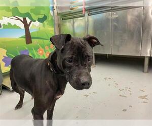 Labrador Retriever-Unknown Mix Dogs for adoption in Waco, TX, USA