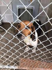 Bagle Hound Dogs for adoption in Baraboo, WI, USA