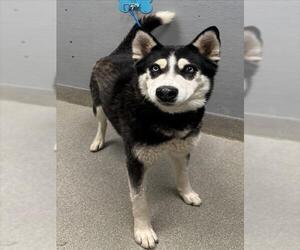 Siberian Husky-Unknown Mix Dogs for adoption in Las Vegas, NV, USA