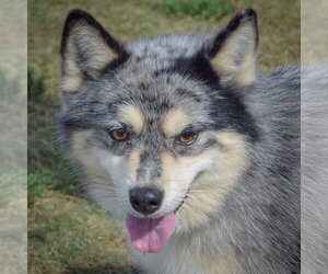 Pomsky Dogs for adoption in Huntley, IL, USA