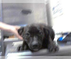 American Pit Bull Terrier-Unknown Mix Dogs for adoption in Fayetteville, NC, USA