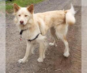 Australian Shepherd-Siberian Husky-Golden Retriever Mix Dogs for adoption in Sioux Falls, SD, USA