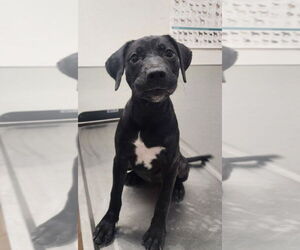 Labrador Retriever-Unknown Mix Dogs for adoption in Tracy, CA, USA