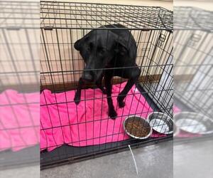 Doberman Pinscher-Unknown Mix Dogs for adoption in Texas City, TX, USA
