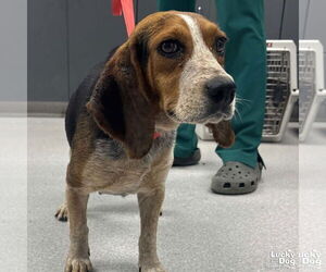 Beagle-Unknown Mix Dogs for adoption in Washington, DC, USA