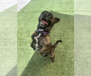 French Bullhuahua Dogs for adoption in Tempe , AZ, USA