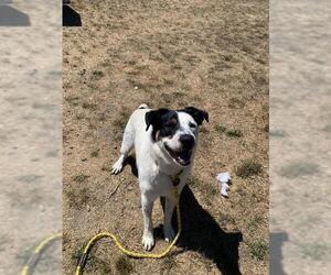 Border Collie-Unknown Mix Dogs for adoption in Santa Cruz, CA, USA