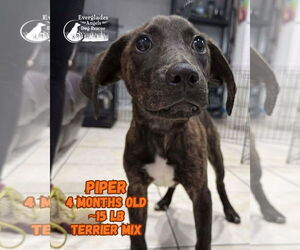 Mutt Dogs for adoption in Pompano Beach , FL, USA