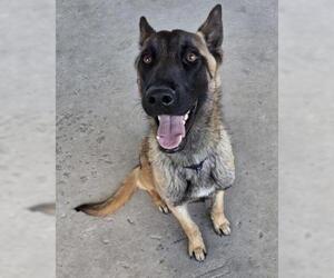 Mutt Dogs for adoption in Bakersfield, CA, USA