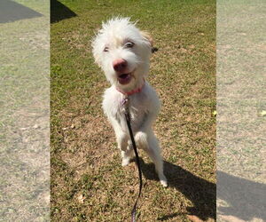 Maltese-Unknown Mix Dogs for adoption in Texarkana, TX, USA