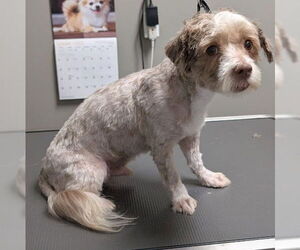 Maltese-Unknown Mix Dogs for adoption in Las Vegas, NV, USA