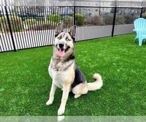 German Shepherd Dog-Siberian Husky Mix Dogs for adoption in Santa Clara, CA, USA