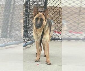 German Shepherd Dog Dogs for adoption in Tulsa, OK, USA