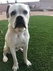 American Bulldog Dogs for adoption in Albuquerque, NM, USA