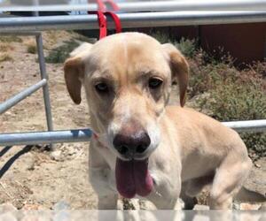 Labrador Retriever-Unknown Mix Dogs for adoption in pomona, CA, USA