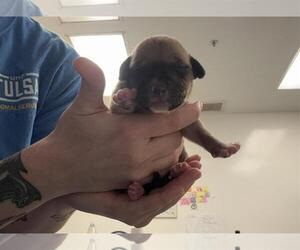 Mutt Dogs for adoption in Tulsa, OK, USA