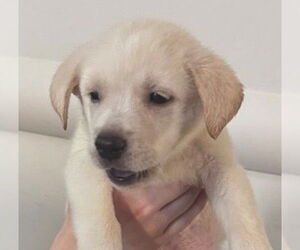 Labrador Retriever-Unknown Mix Dogs for adoption in Houston, TX, USA