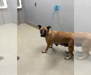 German Shepherd Dog-Unknown Mix Dogs for adoption in Las Vegas, NV, USA