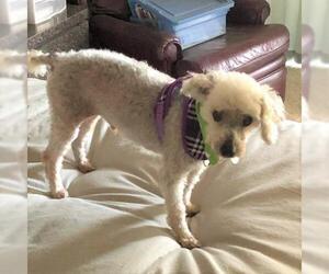 Poochon Dogs for adoption in Placentia, CA, USA